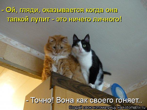 Котоматрица: - Ой, гляди, оказывается когда она  тапкой лупит - это ничего личного! - Точно! Вона как своего гоняет..