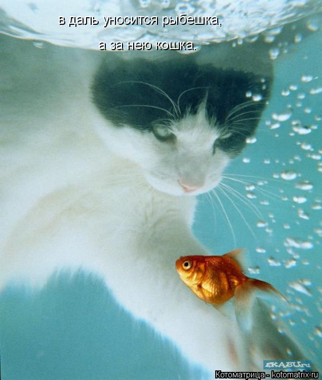 Котоматрица: в даль уносится рыбешка, а за нею кошка.