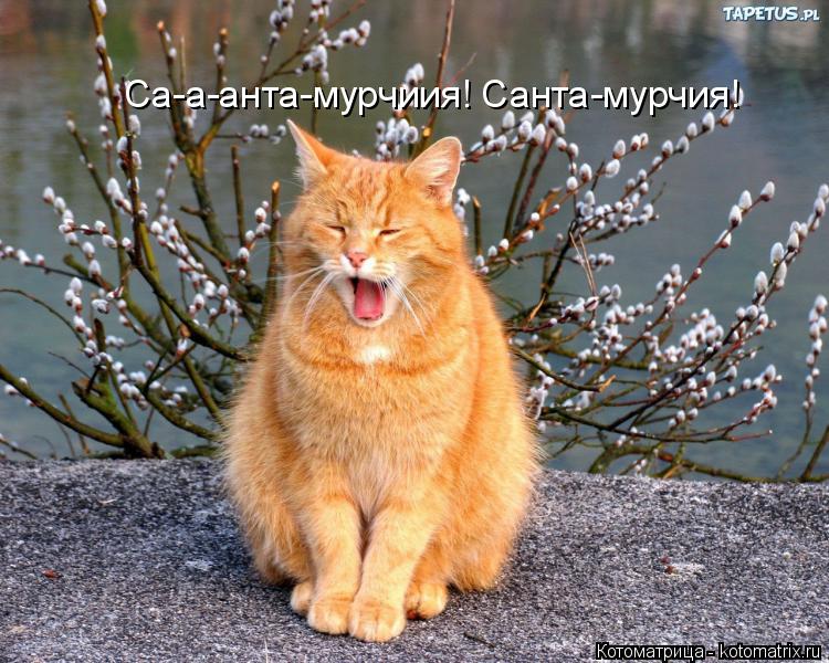 Котоматрица: Са-а-анта-мурчиия! Санта-мурчия!