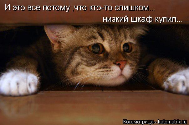 И это все потому ,что кто-то слишком... низкий шкаф купил...... Котоматрица: И это все потому ,что кто-то слишком... низкий шкаф купил...