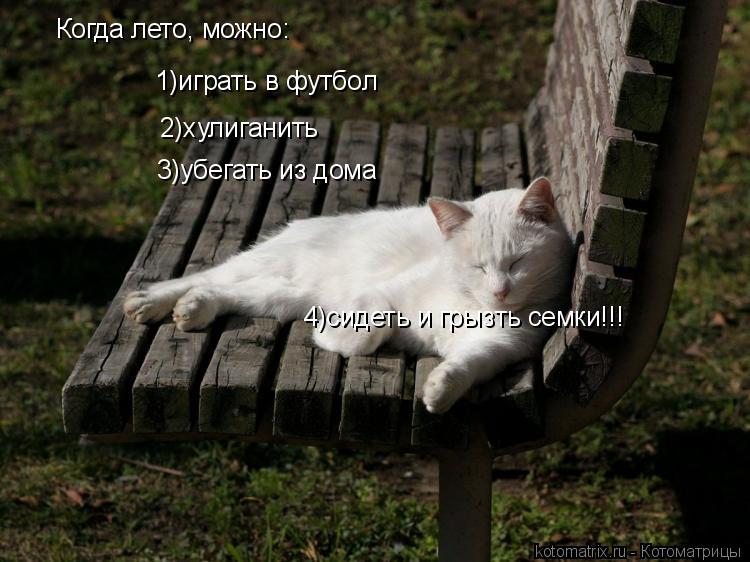 Когда лето, можно: 1)играть в футбол 2)хулиганить 3)убегать из дома 4)сидеть и грызть семки!!!... Котоматрица: Когда лето, можно: 1)играть в футбол 2)хулиганить 3)убегать из дома 4)сидеть и грызть семки!!!