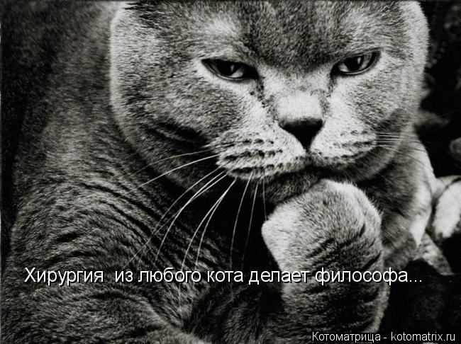 Хирургия из любого кота делает философа...... Котоматрица: Хирургия из любого кота делает философа...
