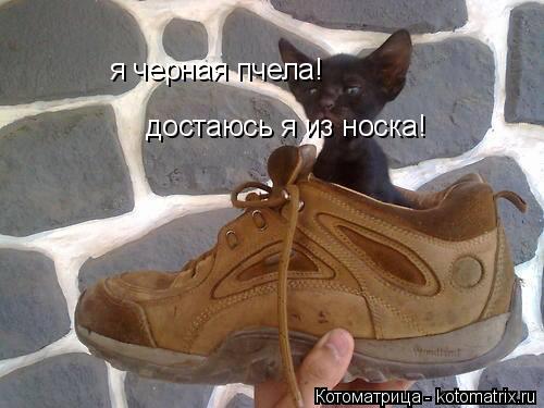 я черная пчела! достаюсь я из носка!... Котоматрица: я черная пчела! достаюсь я из носка!