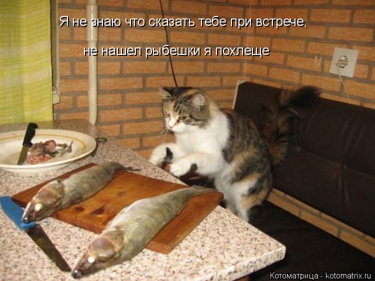Котоматрица: Я не знаю что сказать тебе при встрече, не нашел рыбешки я похлеще