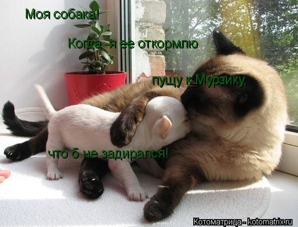 Моя собака! Когда я ее откормлю пущу к Мурзику пущу к Мурзику, что б не задирался!... Котоматрица: Моя собака! Когда я ее откормлю пущу к Мурзику пущу к Мурзику, что б не задирался!