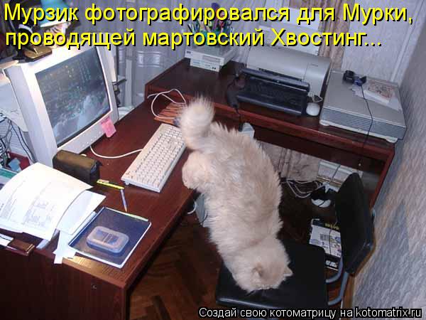 Мурзик фотографировался для Мурки, проводящей мартовский Хвостинг...... Котоматрица: Мурзик фотографировался для Мурки, проводящей мартовский Хвостинг...