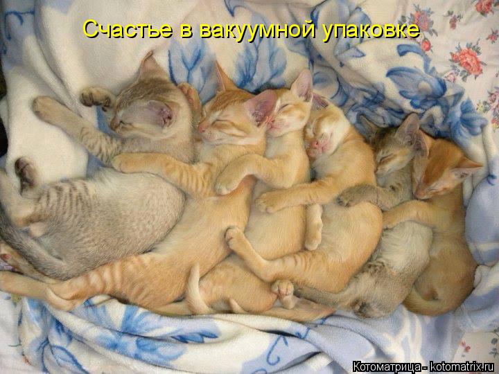 Котоматрица: Счастье в вакуумной упаковке