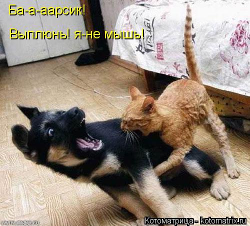 Котоматрица: Ба-а-аарсик! Выплюнь! я-не мышь!