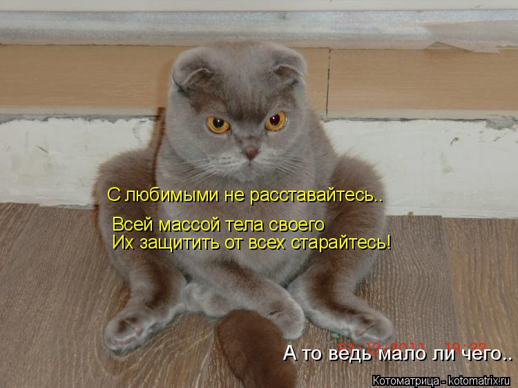 А то ведь мало ли чего.. С любимыми не расставайтесь.. Всей массой тела своего Их защитить от всех ст... Котоматрица: А то ведь мало ли чего.. С любимыми не расставайтесь.. Всей массой тела своего Их защитить от всех старайтесь!
