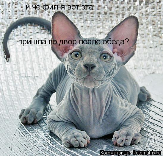 и че фигня вот эта пришла во двор после обеда?... Котоматрица: и че фигня вот эта пришла во двор после обеда?