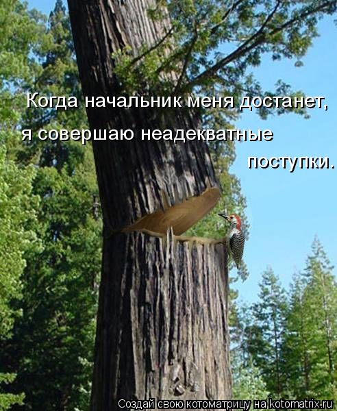 Котоматрица: Когда начальник меня достанет, я совершаю неадекватные поступки.