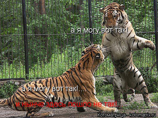 а я могу вот так!.... а я могу вот так! и нынче здесь пошло не так!...... Котоматрица: а я могу вот так!.... а я могу вот так! и нынче здесь пошло не так!...