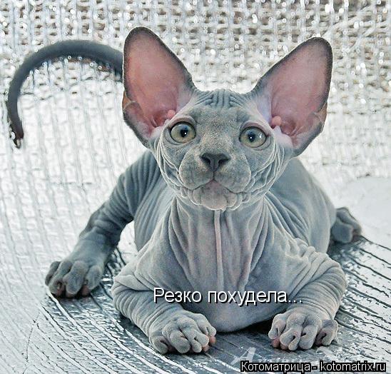 Резко похудела...... Котоматрица: Резко похудела...