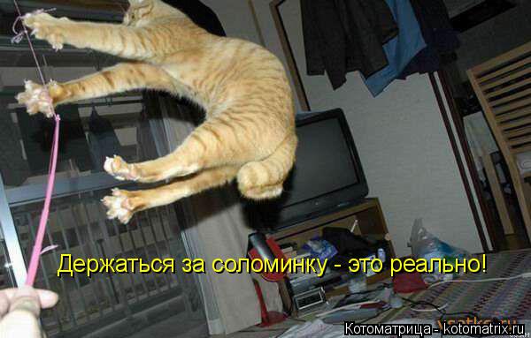 Котоматрица: Держаться за соломинку - это реально!