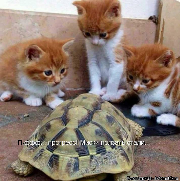 Котоматрица: П-ффф....прогресс! Миски ползать стали....