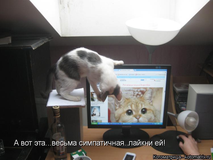 А вот эта...весьма симпатичная..лайкни ей!... Котоматрица: А вот эта...весьма симпатичная..лайкни ей!