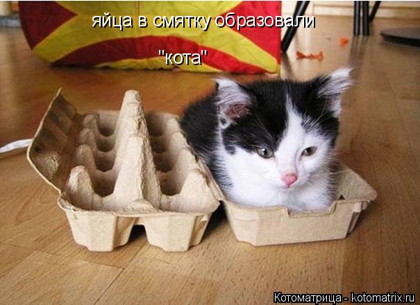 яйца в смятку образовали "кота"... Котоматрица: яйца в смятку образовали "кота"