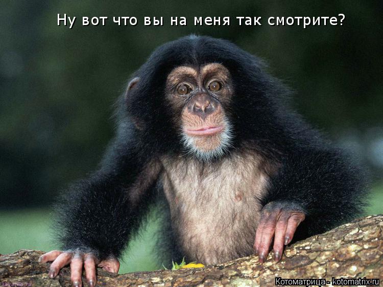 Котоматрица: Ну вот что вы на меня так смотрите?