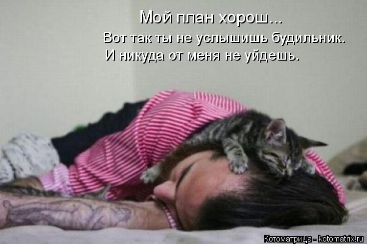 Мой план хорош... Вот так ты не услышишь будильник. И никуда от меня не уйдешь.... Котоматрица: Мой план хорош... Вот так ты не услышишь будильник. И никуда от меня не уйдешь.
