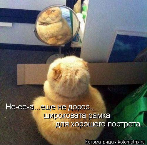 Не-ее-а...еще не дорос.. широковата рамка для хорошего портрета..... Котоматрица: Не-ее-а...еще не дорос.. широковата рамка для хорошего портрета..