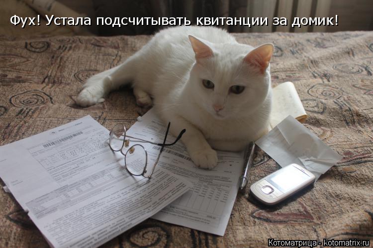 Котоматрица: Фух! Устала подсчитывать квитанции за домик!