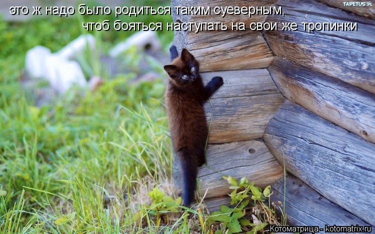 Котоматрица: это ж надо было родиться таким суеверным, чтоб бояться наступать на свои же тропинки