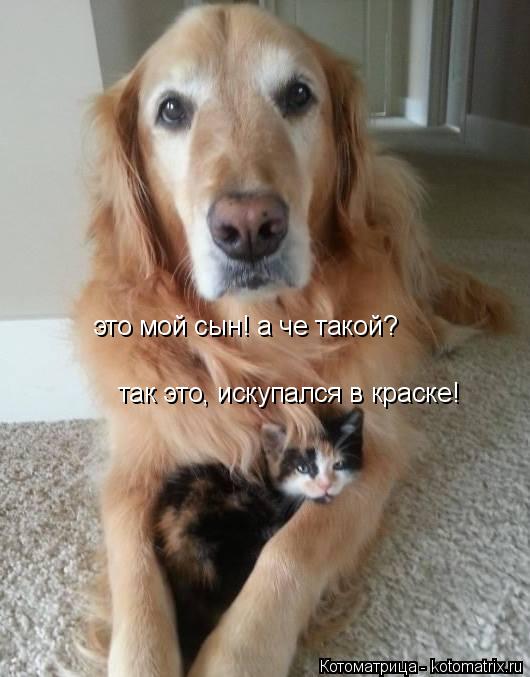 это мой сын! а че такой? так это, искупался в краске!... Котоматрица: это мой сын! а че такой? так это, искупался в краске!