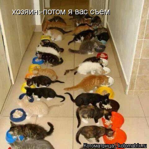 хозяин:-потом я вас съем... Котоматрица: хозяин:-потом я вас съем