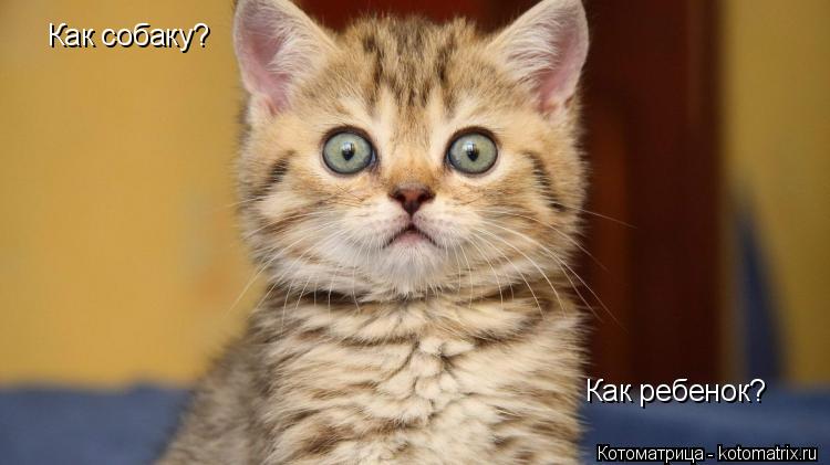 Как собаку? Как ребенок?... Котоматрица: Как собаку? Как ребенок?