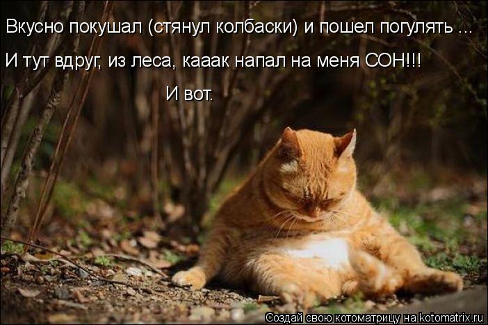 Котоматрица: Вкусно покушал (стянул колбаски) и пошел погулять ... И тут вдруг, из леса, кааак напал на меня СОН!!! И вот.