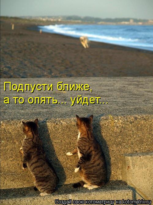 Подпусти ближе, а то опять... уйдет...... Котоматрица: Подпусти ближе, а то опять... уйдет...