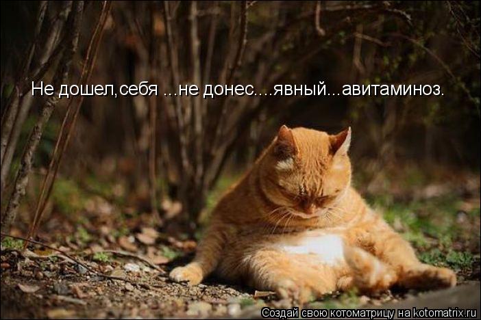Котоматрица: Не дошел,себя ...не донес....явный...авитаминоз.