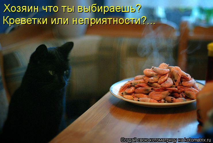 Хозяин что ты выбираешь? Креветки или неприятности?...... Котоматрица: Хозяин что ты выбираешь? Креветки или неприятности?...