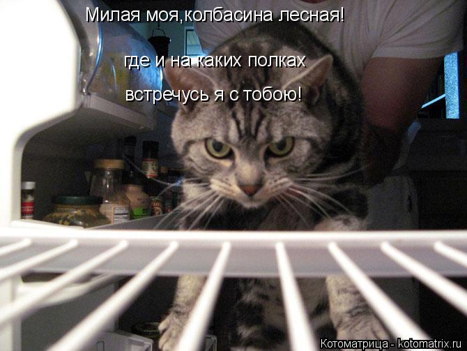 Котоматрица: Милая моя,колбасина лесная! где и на каких полках встречусь я с тобою!