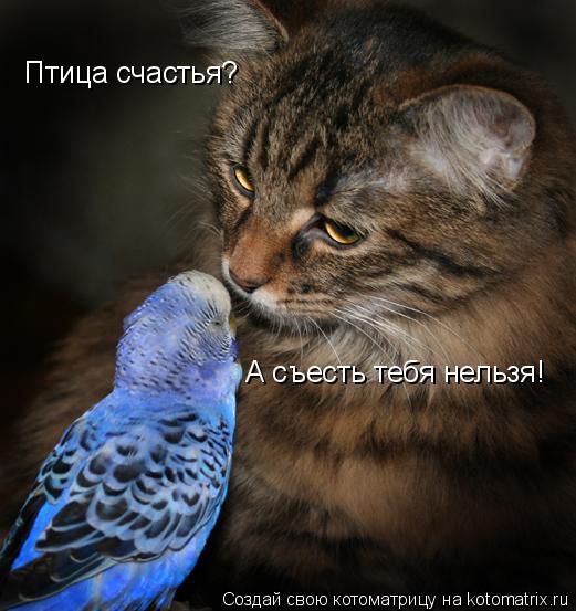 Птица счастья? А съесть тебя нельзя!... Котоматрица: Птица счастья? А съесть тебя нельзя!