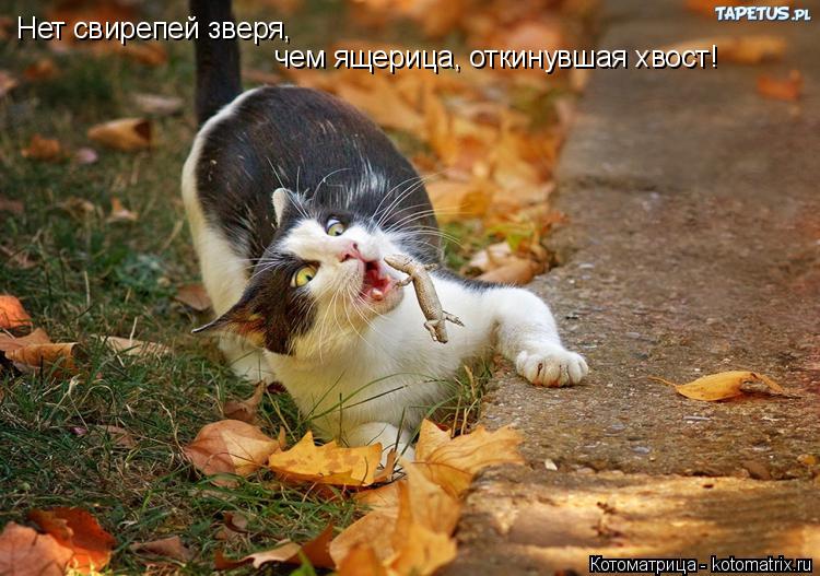 Нет свирепей зверя, чем ящерица, откинувшая хвост!... Котоматрица: Нет свирепей зверя, чем ящерица, откинувшая хвост!