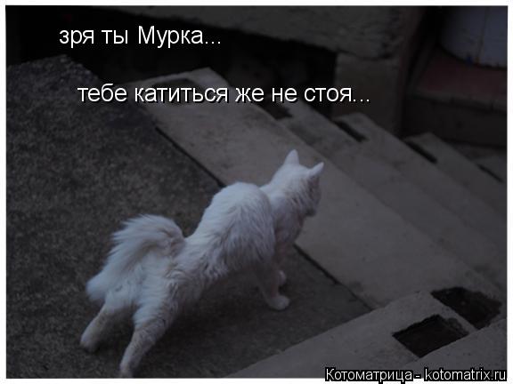 зря ты Мурка... тебе катиться же не стоя...... Котоматрица: зря ты Мурка... тебе катиться же не стоя...