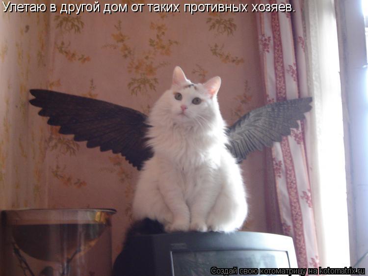 Улетаю в другой дом от таких противных хозяев.... Котоматрица: Улетаю в другой дом от таких противных хозяев.