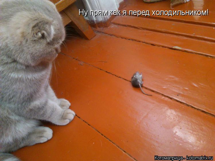 Котоматрица: Ну прям как я перед холодильником!