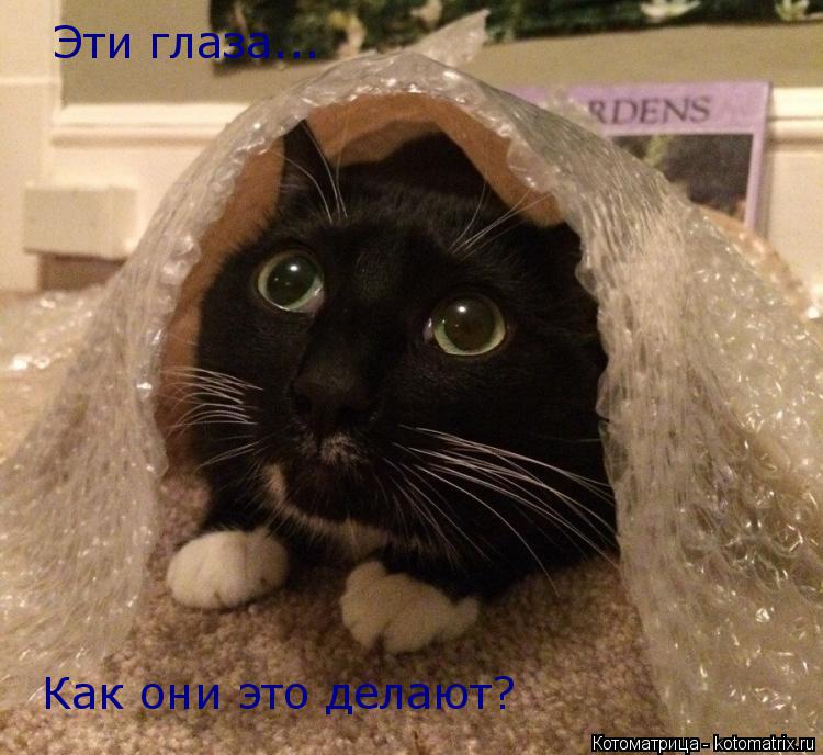 Котоматрица: Эти глаза... Как они это делают?