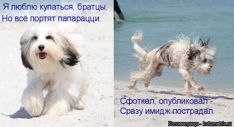 Я люблю купаться, братцы, Но всё портят папарацци. Сфоткал, опубликовал - Сразу имидж пострадал.... Котоматрица: Я люблю купаться, братцы, Но всё портят папарацци. Сфоткал, опубликовал - Сразу имидж пострадал.