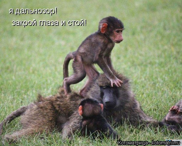 я дальнозор! закрой глаза и стой!... Котоматрица: я дальнозор! закрой глаза и стой!