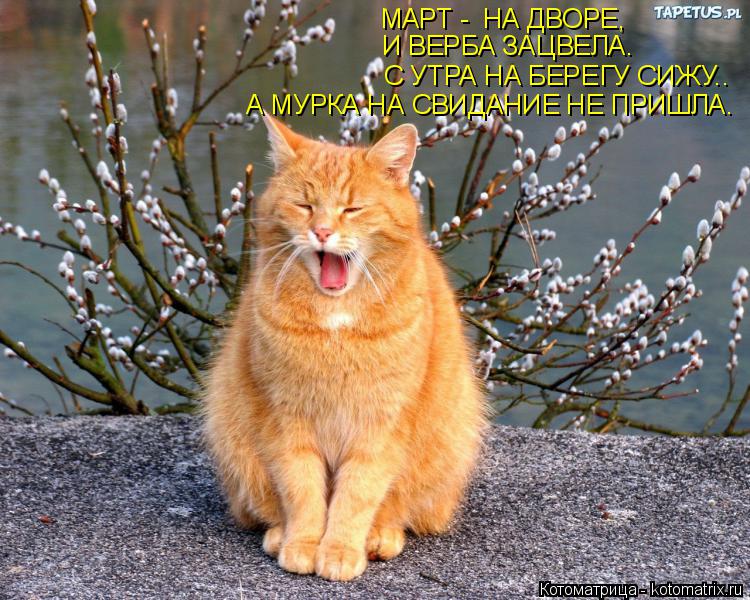 МАРТ - НА ДВОРЕ, И ВЕРБА ЗАЦВЕЛА. С УТРА НА БЕРЕГУ СИЖУ.. А МУРКА НА СВИДАНИЕ НЕ ПРИШЛА.... Котоматрица: МАРТ - НА ДВОРЕ, И ВЕРБА ЗАЦВЕЛА. С УТРА НА БЕРЕГУ СИЖУ.. А МУРКА НА СВИДАНИЕ НЕ ПРИШЛА.