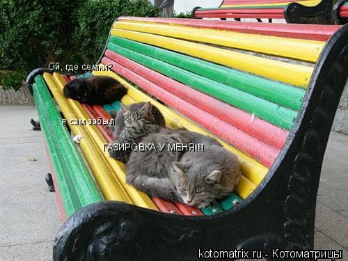 Ой, где семки? я сам забыл ГАЗИРОВКА У МЕНЯ!!!... Котоматрица: Ой, где семки? я сам забыл ГАЗИРОВКА У МЕНЯ!!!