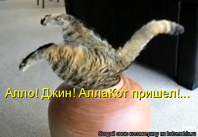 Алло! Джин! АллаКот пришел!...... Котоматрица: Алло! Джин! АллаКот пришел!...