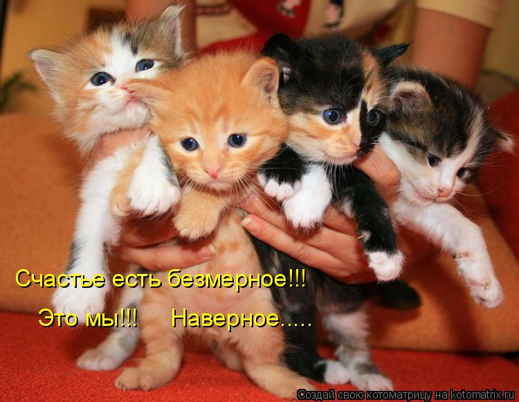 Счастье есть безмерное!!! Это мы!!! Наверное........ Котоматрица: Счастье есть безмерное!!! Это мы!!! Наверное.....
