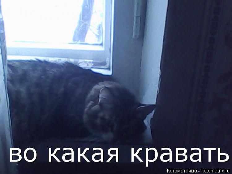 во какая кравать... Котоматрица: во какая кравать