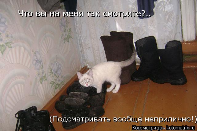 Что вы на меня так смотрите?.. (Подсматривать вообще неприлично!)... Котоматрица: Что вы на меня так смотрите?.. (Подсматривать вообще неприлично!)