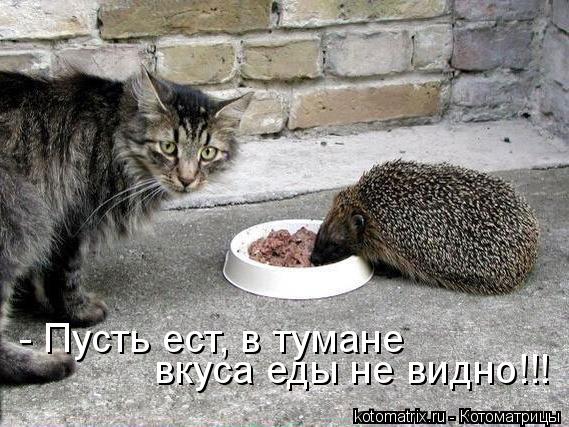 - Пусть ест, в тумане вкуса еды не видно!!!... Котоматрица: - Пусть ест, в тумане вкуса еды не видно!!!