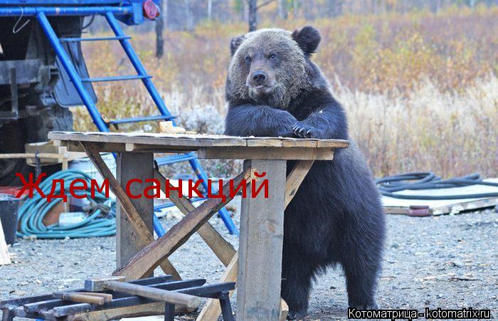 Котоматрица: Ждем санкций